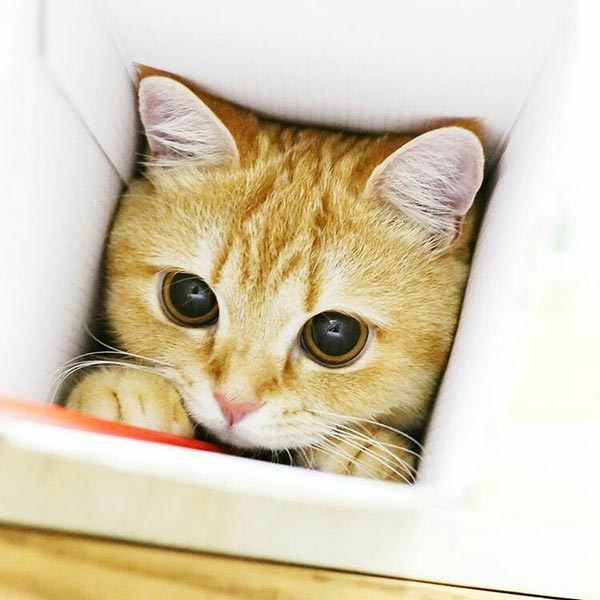 Kitten