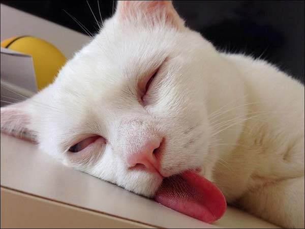 Cat Calendar Friday